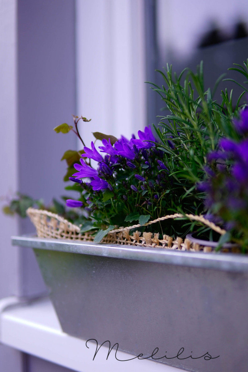 Fensterbank Blumen