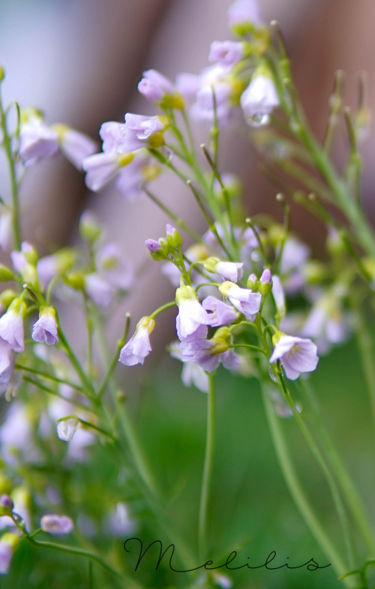 Blumen im Garten