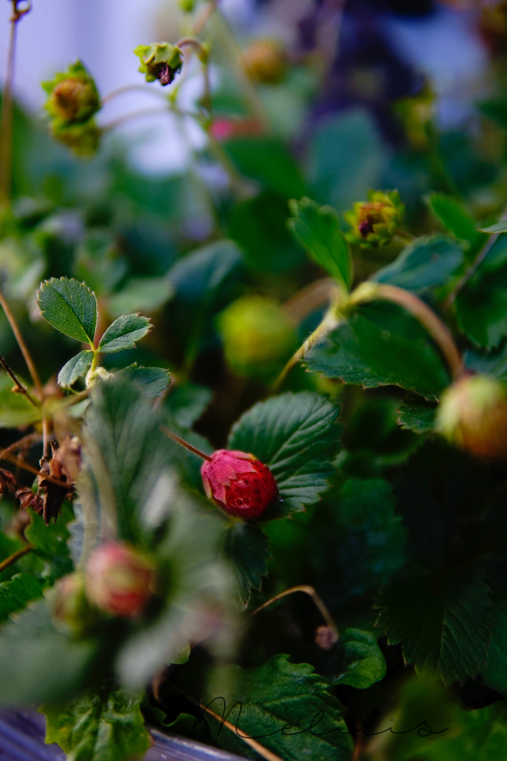 Erdbeeren