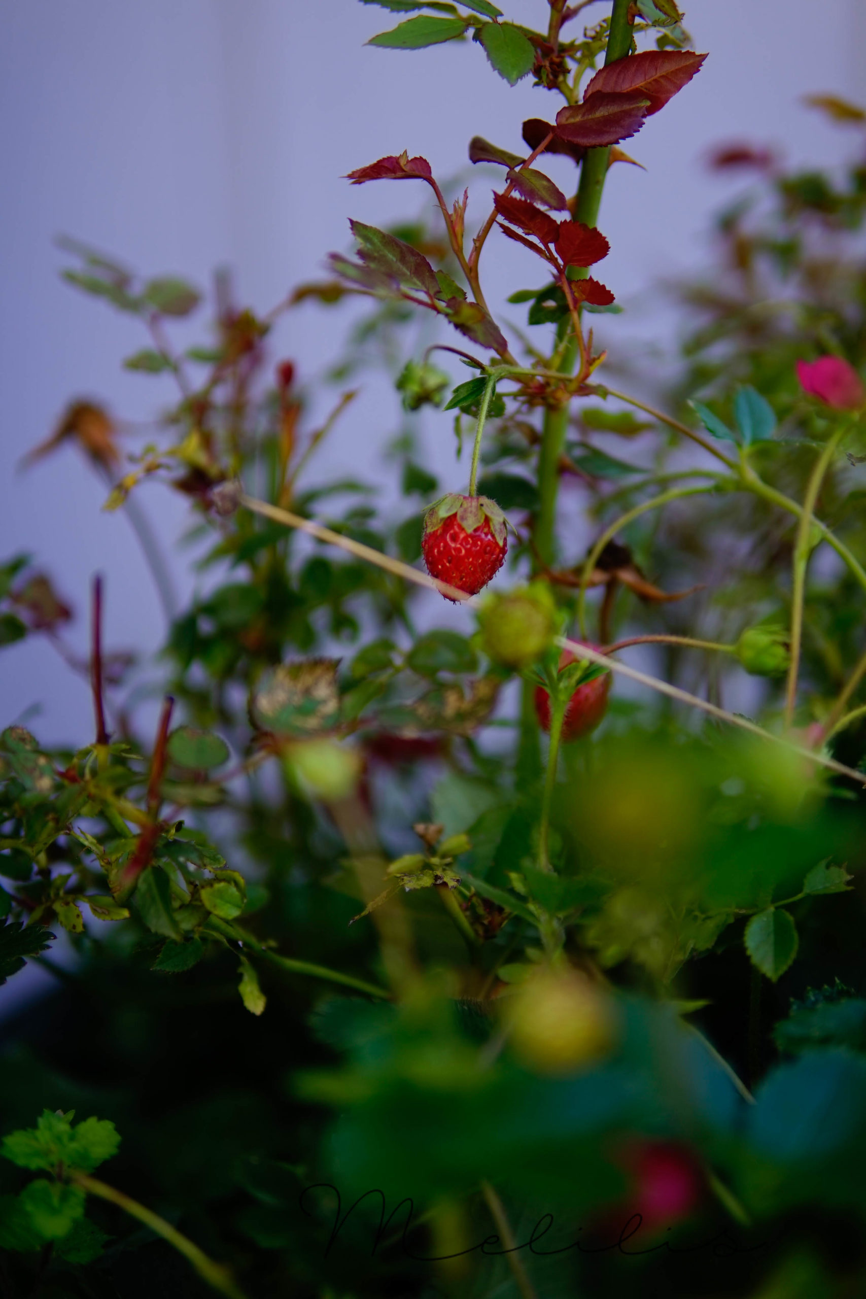 Erdbeeren